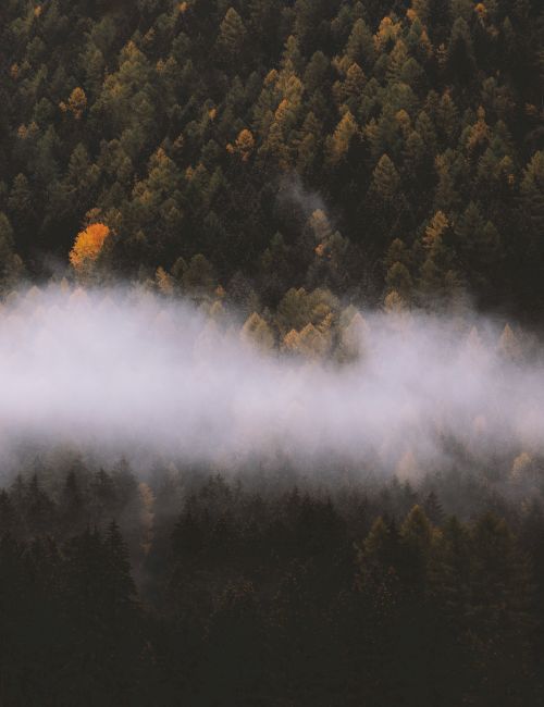 The image shows a forest with dense trees, featuring a few vibrant orange-yellow trees, with a layer of fog hovering above the treetops.