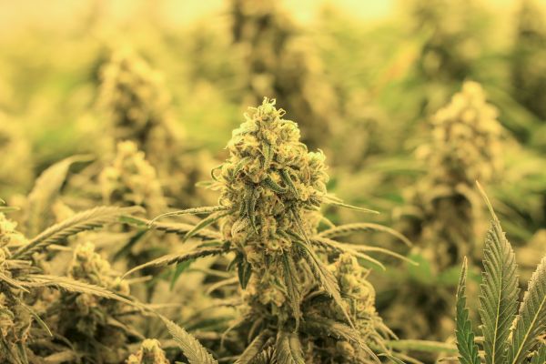 The image shows a close-up of cannabis plants with dense buds and leaves, under what appears to be indoor grow lights.