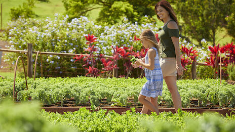 A woman and a girl walk through rows of leafy plants in a sunny garden, admiring the greenery and flowers along the path.