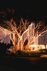 A tree is wrapped in warm string lights, cascading like a glowing curtain around the branches; festive decorations glow softly at night.