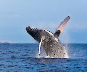 A whale breaching the ocean surface, with water splashing around, under a clear blue sky.