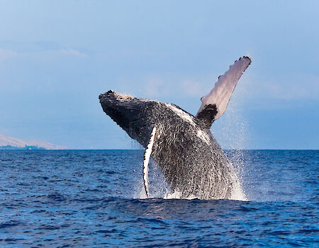 A whale breaching the ocean surface, with water splashing around, under a clear blue sky.