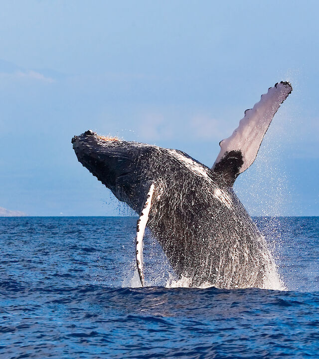 A whale breaching the ocean surface, with water splashing around, under a clear blue sky.